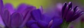 Flower-08
