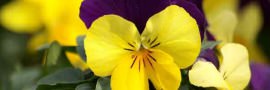 Flower-10