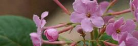 Flower-11