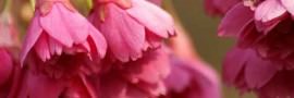 Flower-13