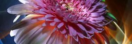 Flower-22